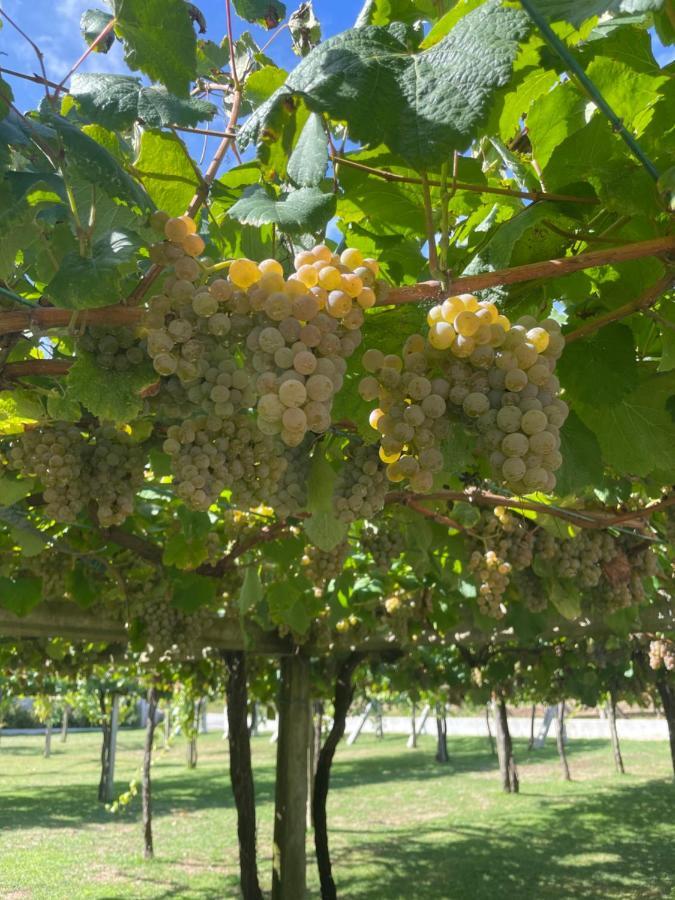 Habitacion Deluxe Rodeada De Vinedos Ribadumia المظهر الخارجي الصورة